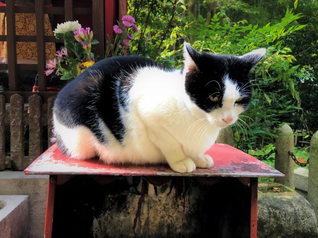 京都・稲荷山の猫