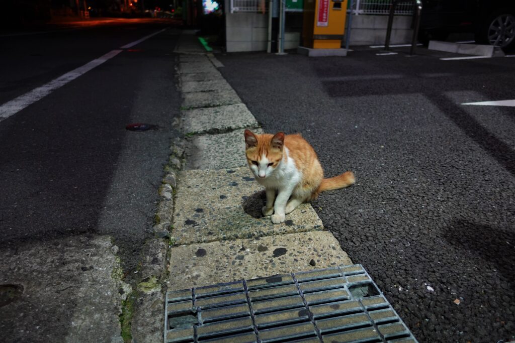 長崎・眼鏡橋の猫