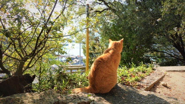 男木島の猫