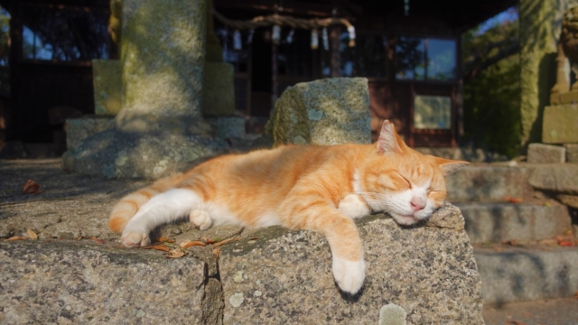 男木島の猫