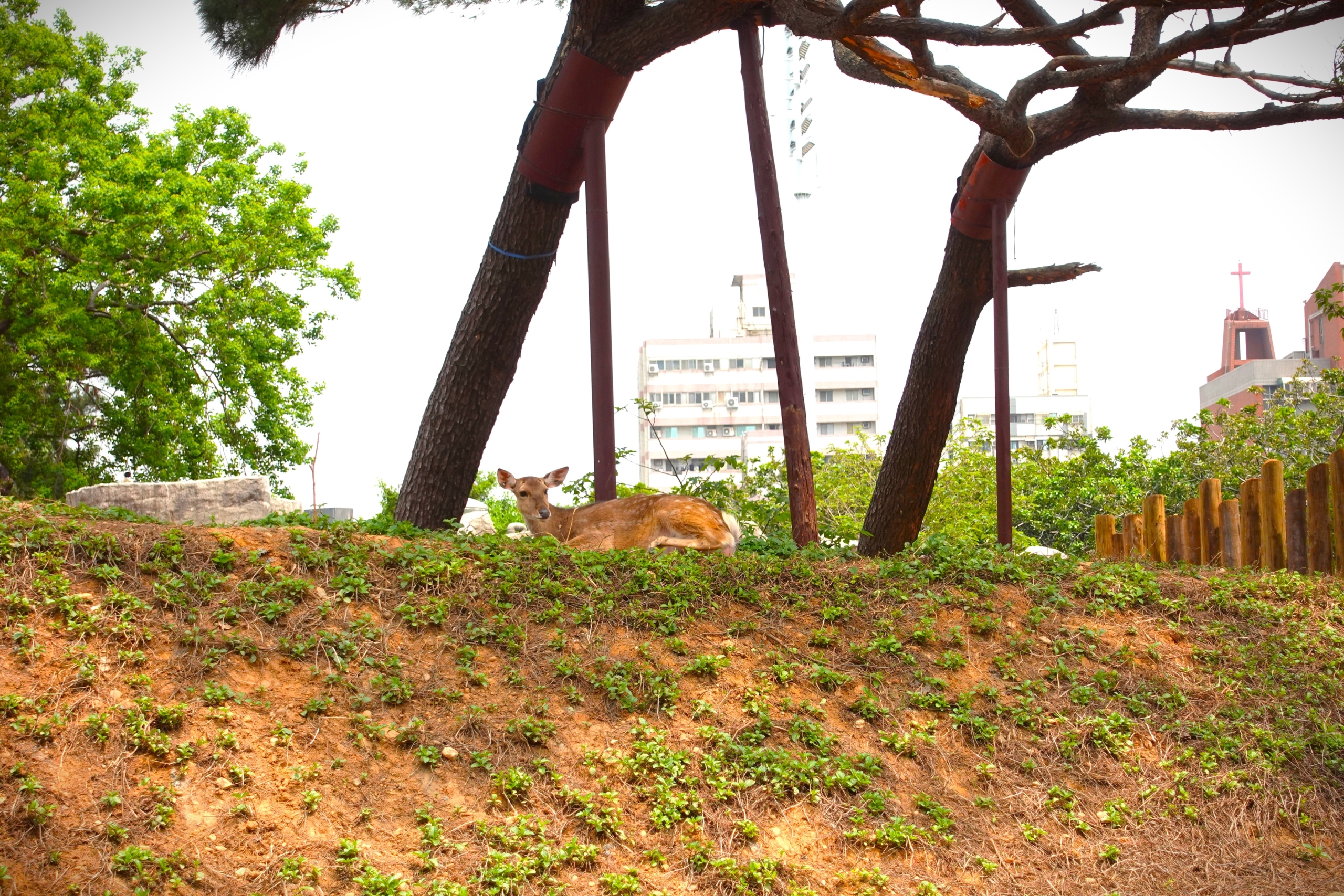 新竹市立動物園