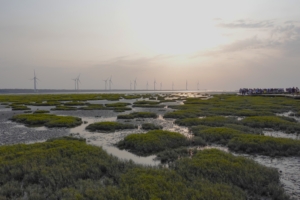 高美湿地