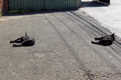 台湾の犬