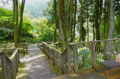 百年肖楠林