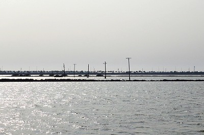 布袋湿地生態園区