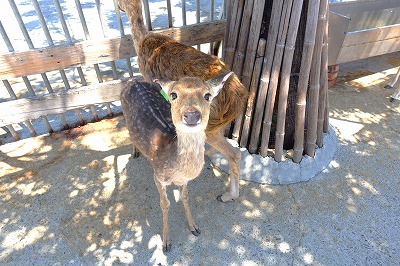 鹿粼梅花鹿園区の鹿さん