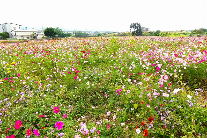 國爸爸の杭菊